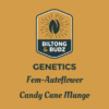 Biltong and Budz Genetics Candy Cane Mango Fem Autoflower