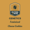 Biltong and Budz Genetics Cheese Cookies Feminized