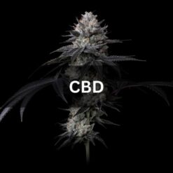 CBD Cannabis Seeds
