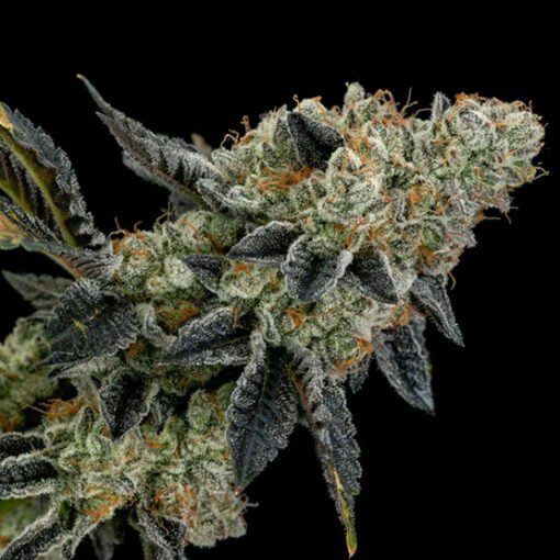 ETHOS - End Game Rbx EC #4 Line [Feminized]