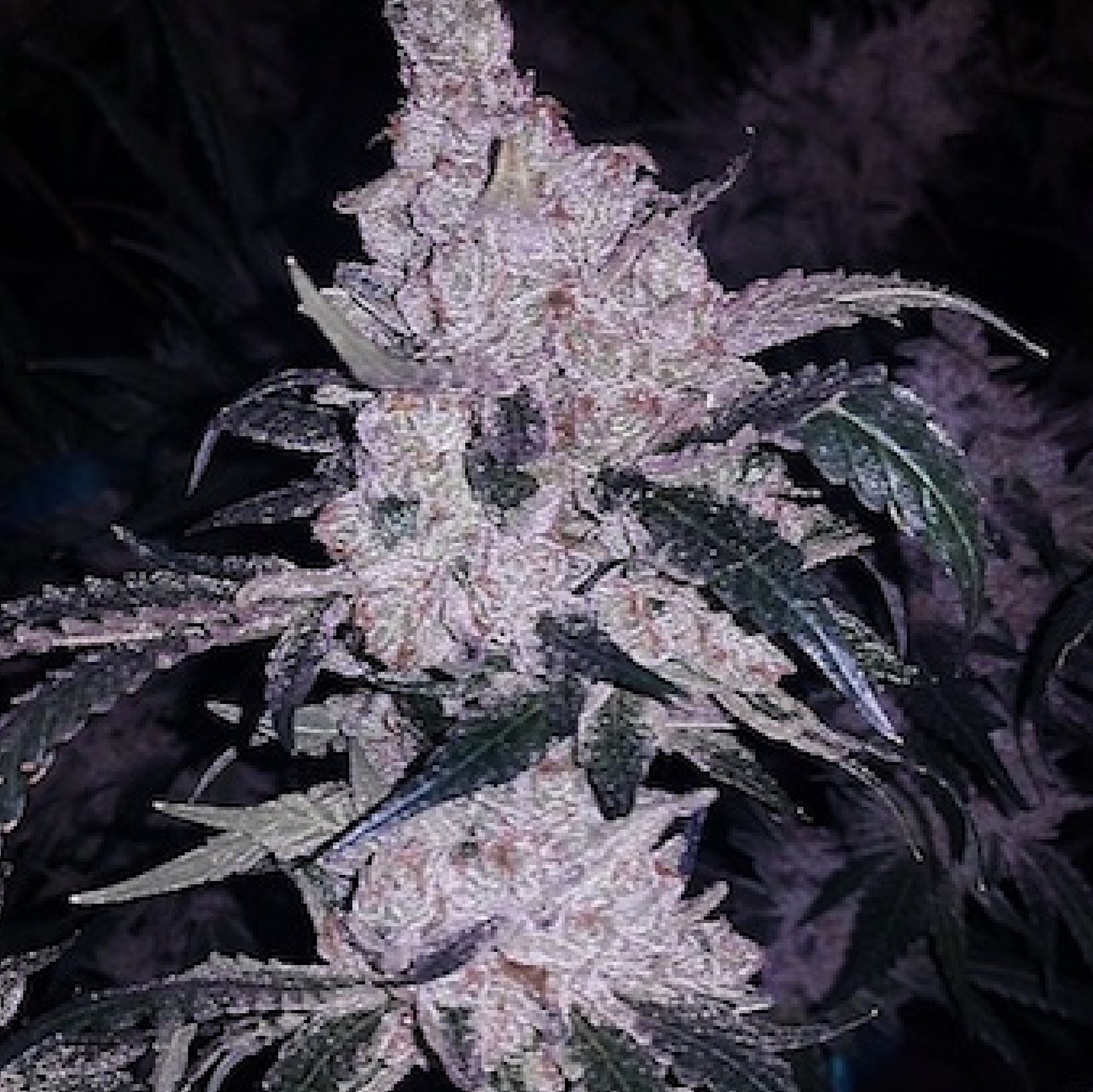 Headband Cookies 06