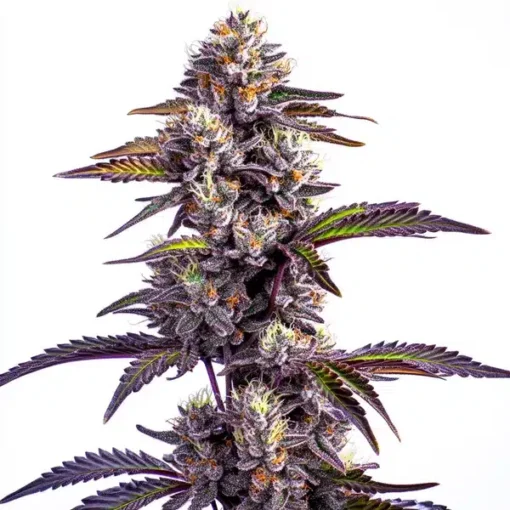Biltong and Budz Genetics – Blackberry Moonrocks [Fem Autoflower]