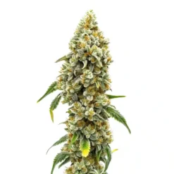 Biltong and Budz Genetics – CBD Harlequin 1:18 [Feminized]