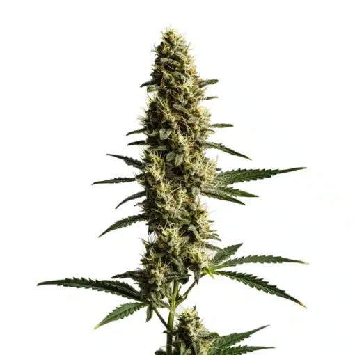 Biltong and Budz Genetics – Love Potion [Fem Autoflower]