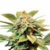 biltong and budz genetics orange cream fem autoflower e1761731120332