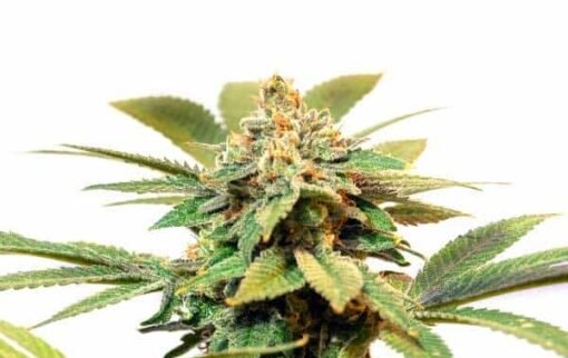 Biltong and Budz Genetics – Orange Cream [Fem Autoflower]