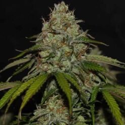 Biltong and Budz Bulk Genetics - Ghost Train Haze [Fem Autoflower]