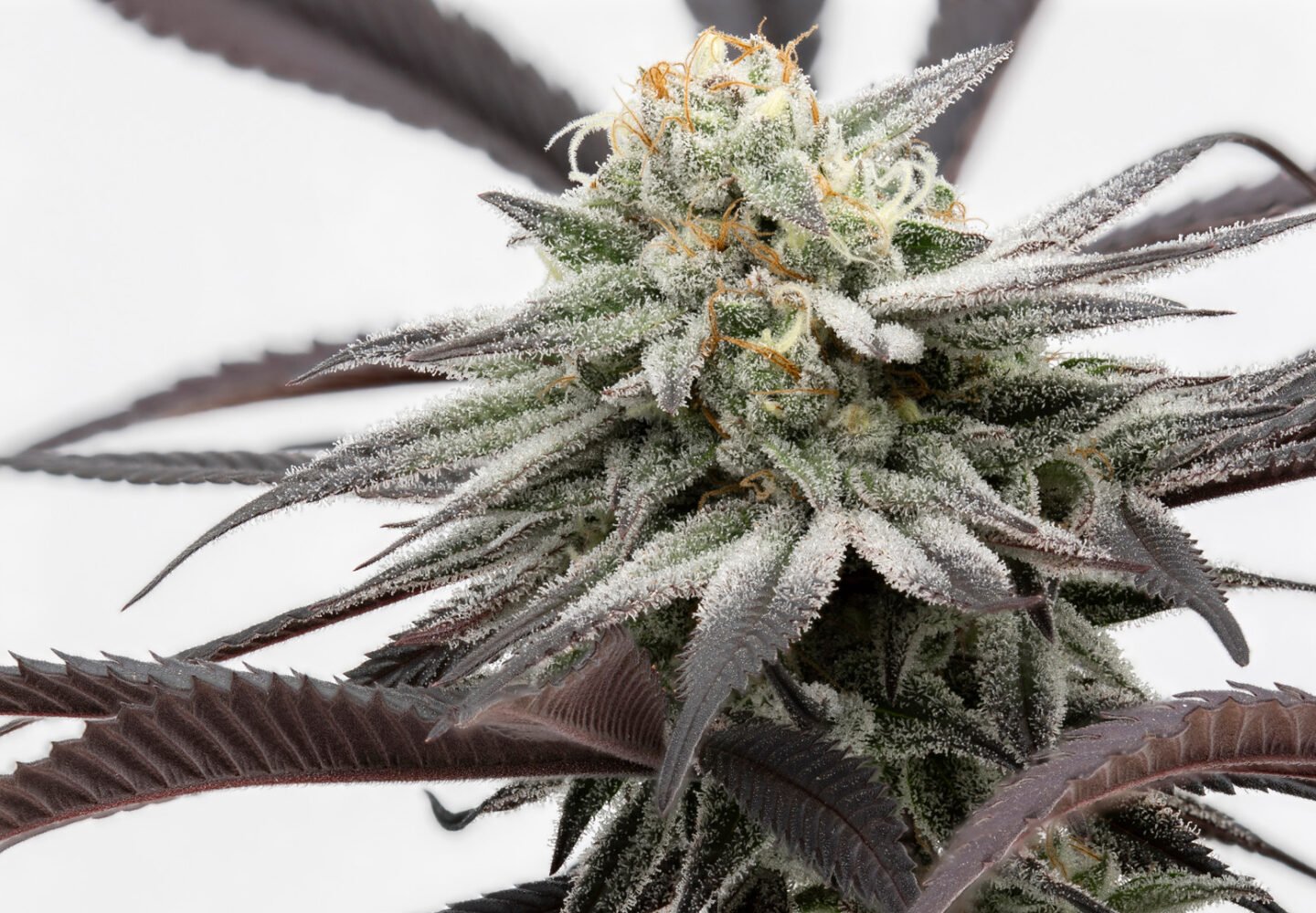 cannabis seed stability