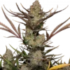 fastbuds applestrudel autoflower