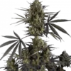 A dark cannabis plant showing thin leaves and large flowers