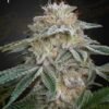 greenhouseseedco superlemonhazexgmo feminized
