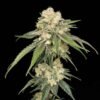 seedsman icedreamcake feminized