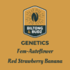 Red Strawberry Banana