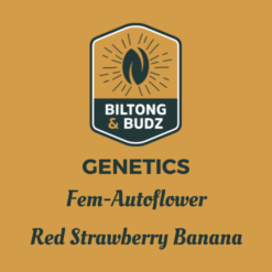 Biltong and Budz Genetics - Red Strawberry Banana [Fem Autoflower]
