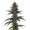 biltong and budz genetics illemonati feminized