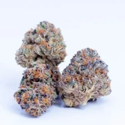 In House Genetics - Slurricane [Feminized]