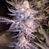 in house genetics terple feminized