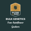 Biltong and Budz Bulk Genetics Gushers Fem Autoflower