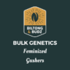 Biltong and Budz Bulk Genetics Gushers Feminized
