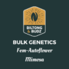 Biltong and Budz Bulk Genetics Mimosa Fem Autoflower