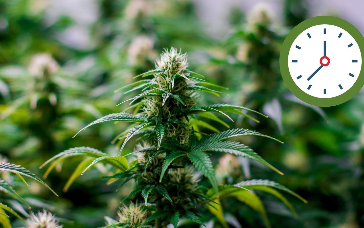Fast Flowering Cannabis Seeds