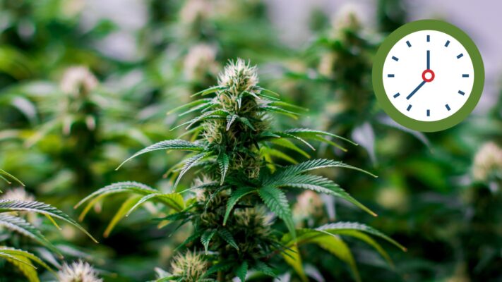 Fast Flowering Cannabis Seeds