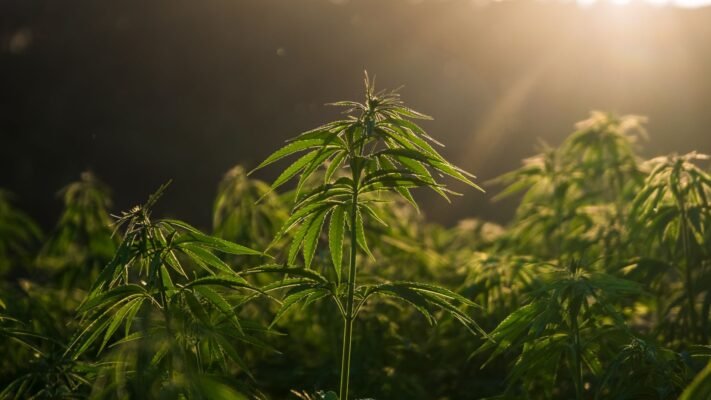 cannabis field