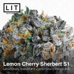 LIT Farms Lemon Cherry Sherbert S1 Feminized1