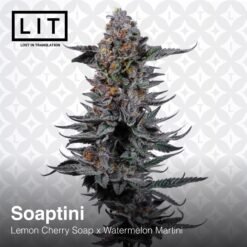 LIT Farms Soaptini Feminized