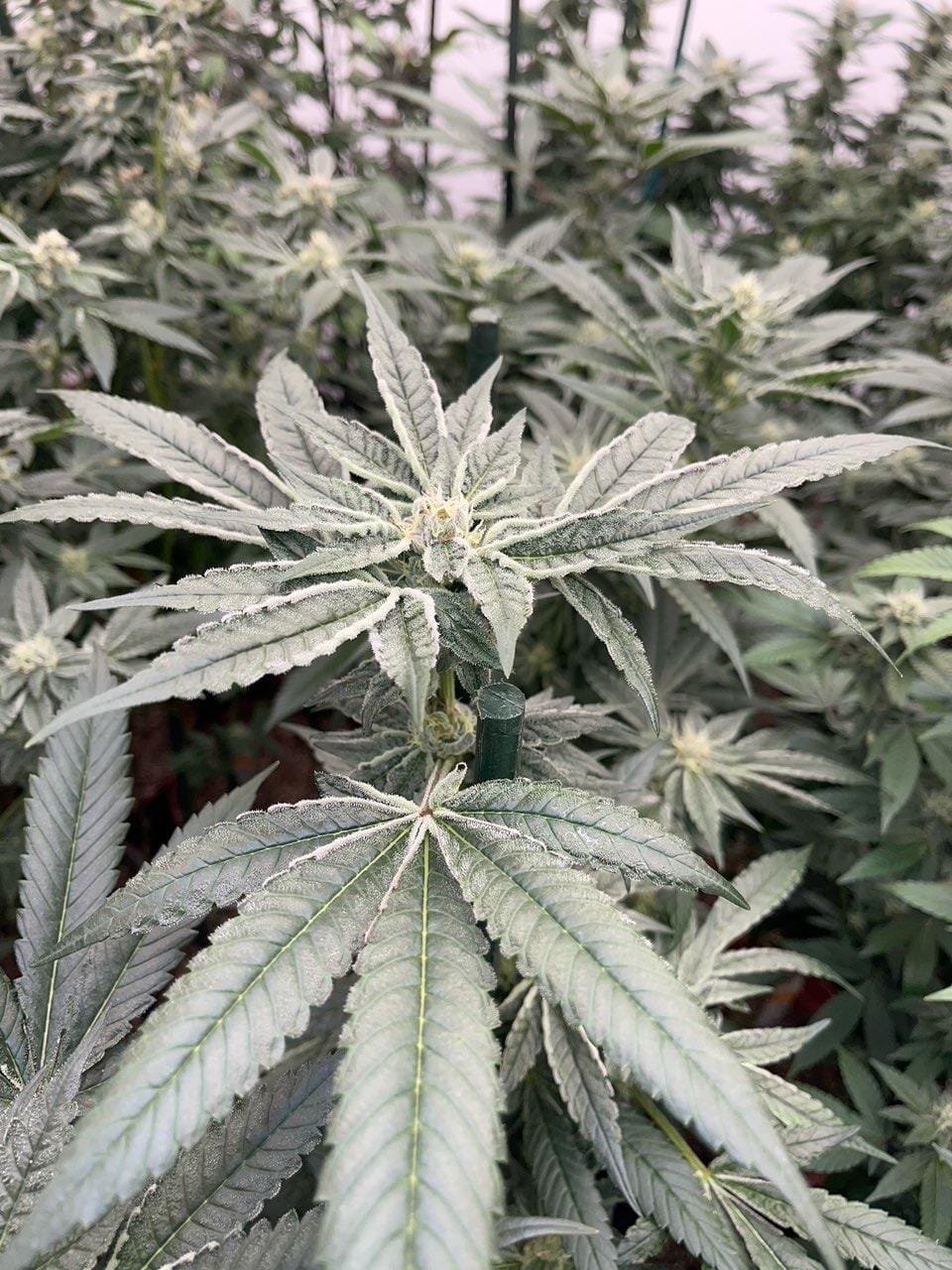 WhatsApp Image 2025 05 14 at 15.27.49 f7bf382c