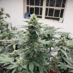THC Tribe - Caribbean Sorbet [Feminized]