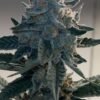 THC Tribe - Black Breeze [Feminized]