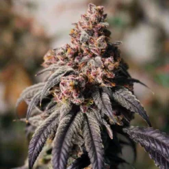 lovin in her eyes alligator wine feminized1