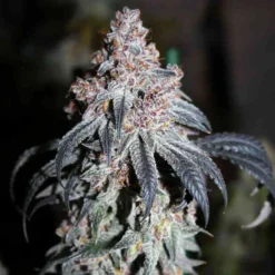 lovin in her eyes alligator wine feminized2