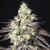 lovin in her eyes blueberry fudge feminized