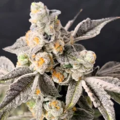 lovin in her eyes blueberry fudge feminized1