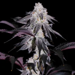 lovin in her eyes blueberry rose feminized1