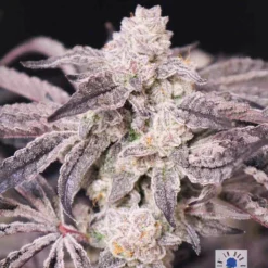 lovin in her eyes blueberry rose feminized2