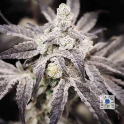 lovin in her eyes blueberry rose feminized3