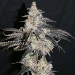 lovin in her eyes funky fuego feminized1