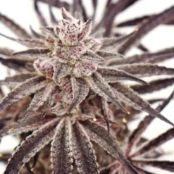 lovin in her eyes grape amethyst feminized