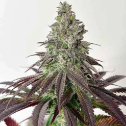 lovin in her eyes grape amethyst feminized2