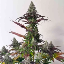 lovin in her eyes grape amethyst feminized3