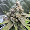 night owl seeds 91 berries fem autoflower