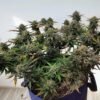 night owl seeds alchemist apprentice fem autoflower