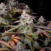 night owl seeds cpt og fem autoflower1