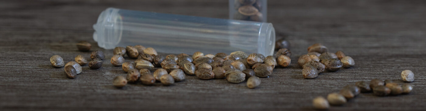 Cannabis Seeds on a wooden desk