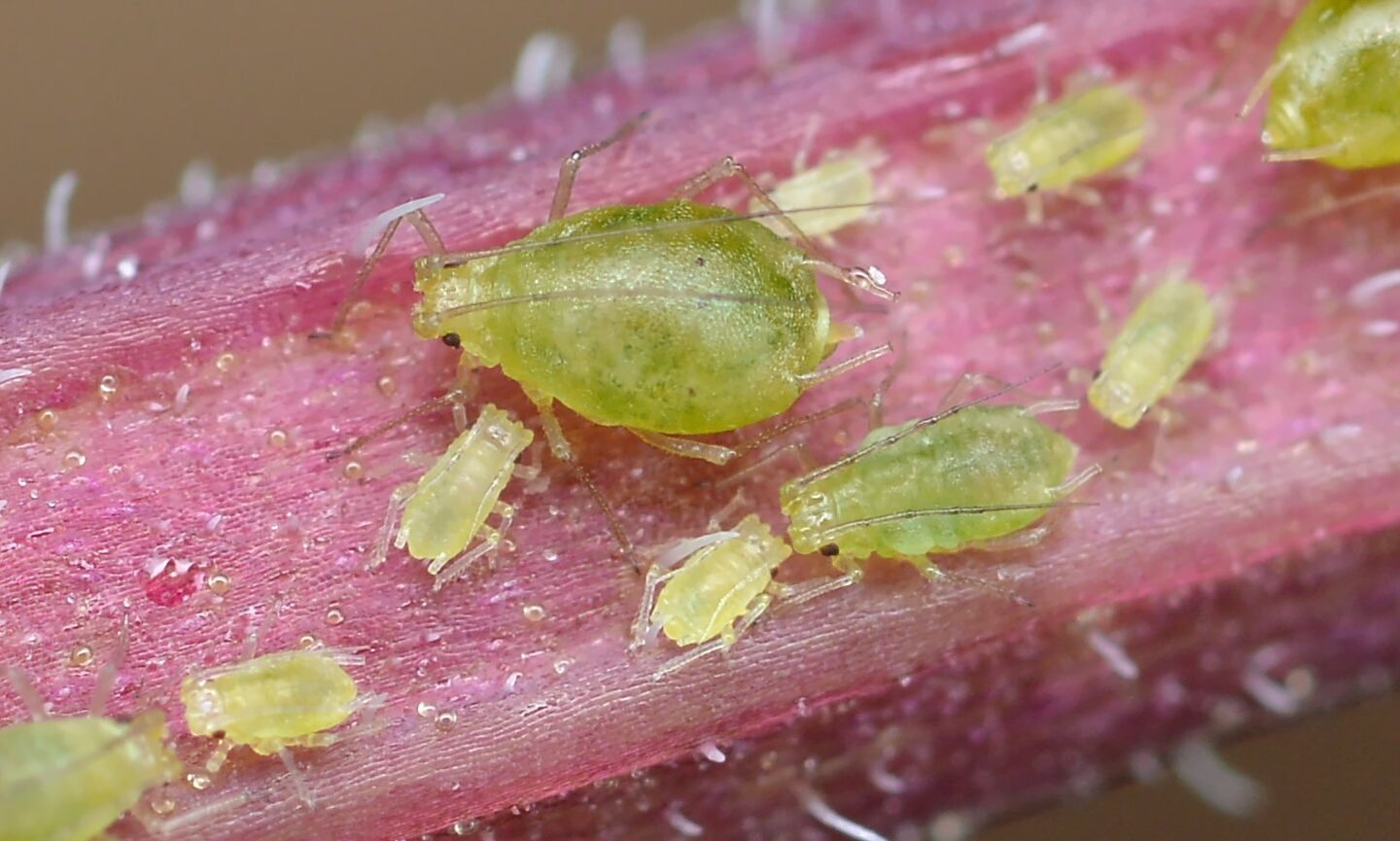 Aphids