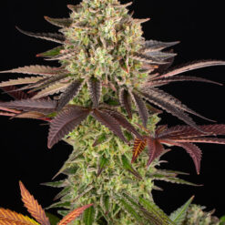 Barney's Farm - Apple Fritter [Feminized]