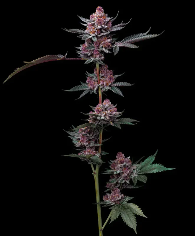 barneys farm cherry poppers feminized